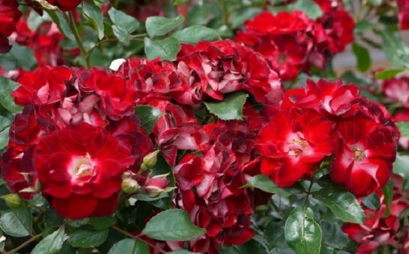 Роза Патрик Пуавр дАрвор 5