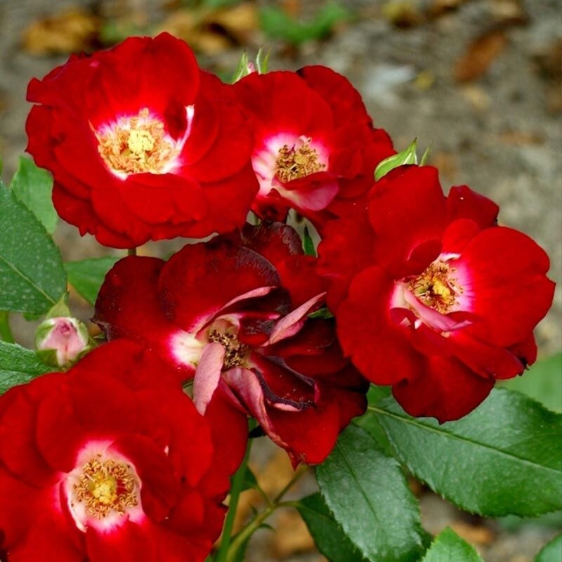 Роза Патрик Пуавр дАрвор