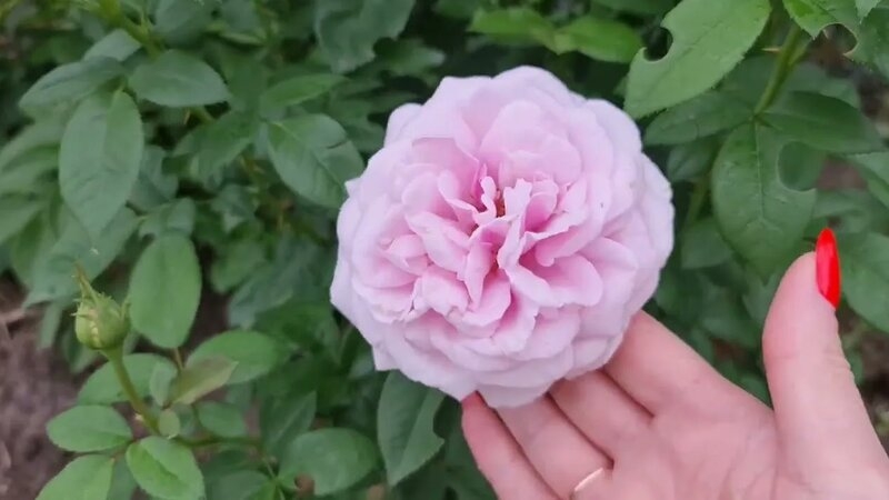 Роза Пацифик Блю 4