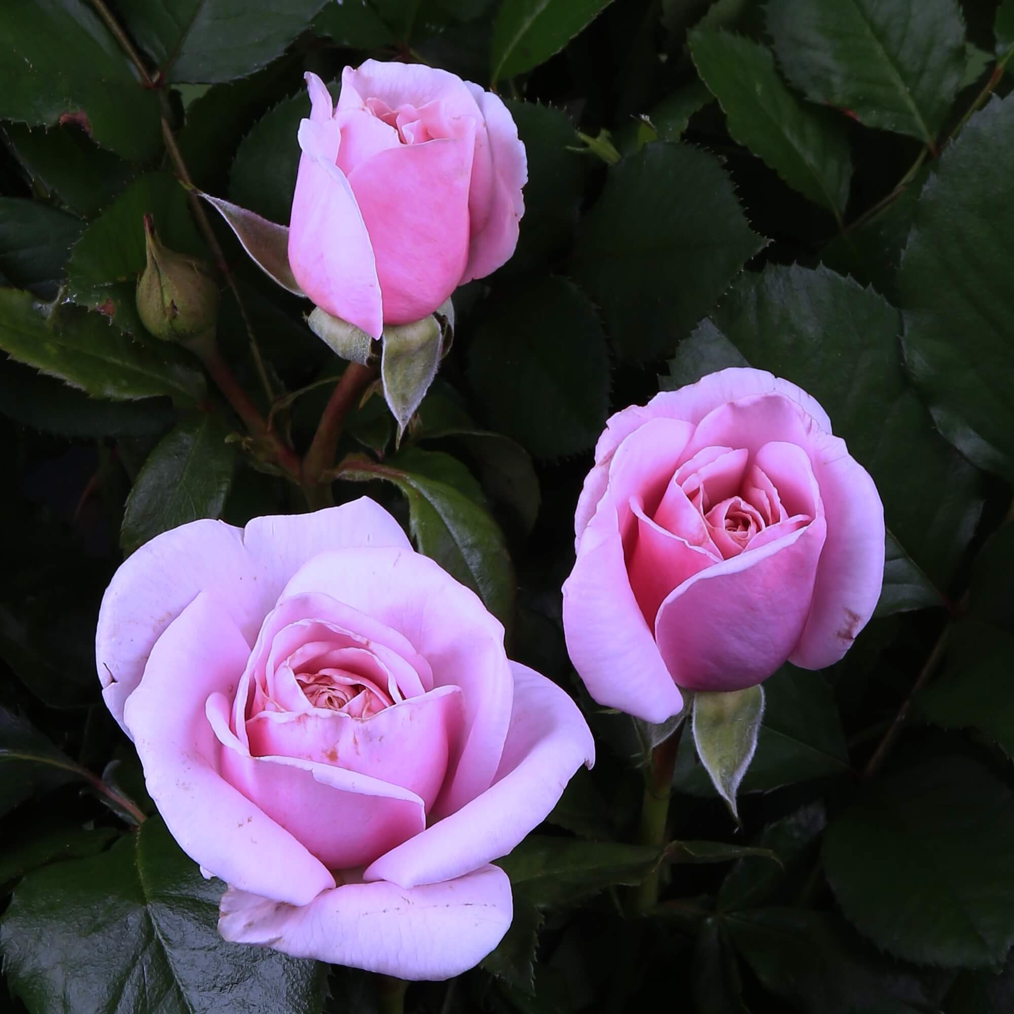 Роза Пацифик Блю 5