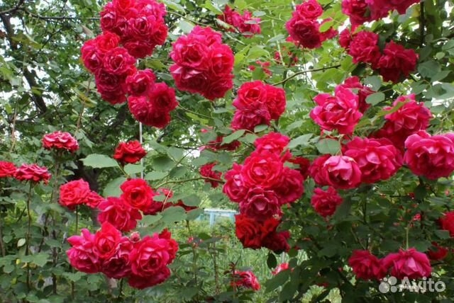 Роза Паулс Скарлет Клаймбер 2