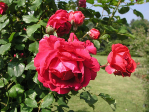 Роза Паулс Скарлет Клаймбер