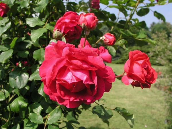 Роза Паулс Скарлет Клаймбер