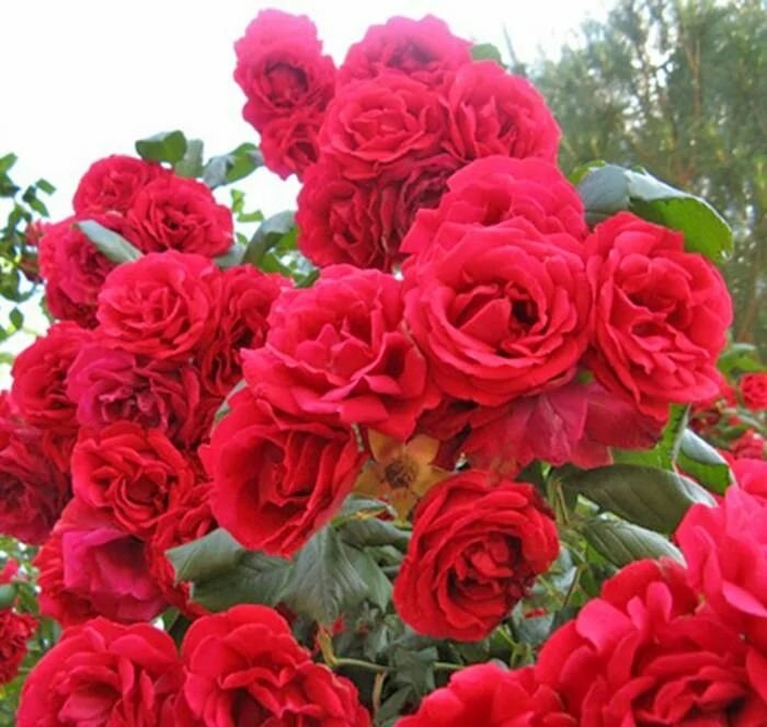 Роза Паулс Скарлет Клаймбер 4