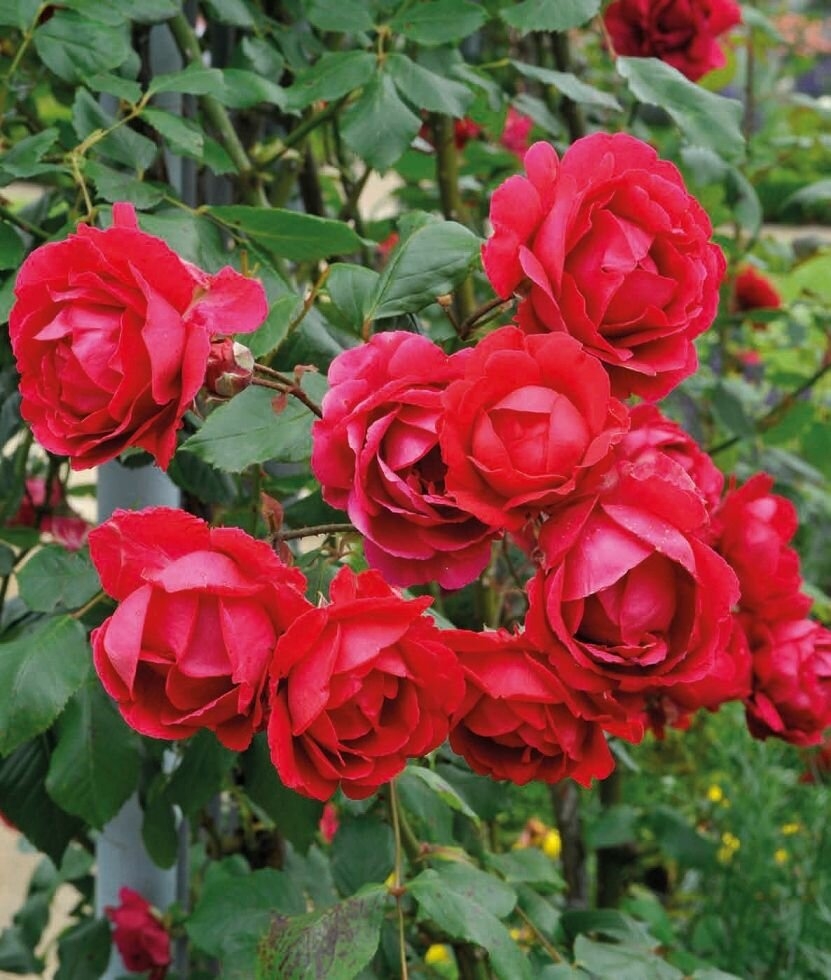 Роза Паулс Скарлет Клаймбер 5