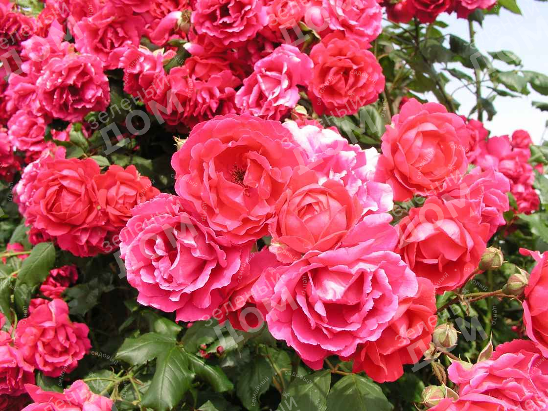 Роза Паулс Скарлет Клаймбер 7