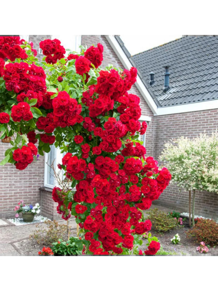 Роза Паулс Скарлет Клаймбер 3