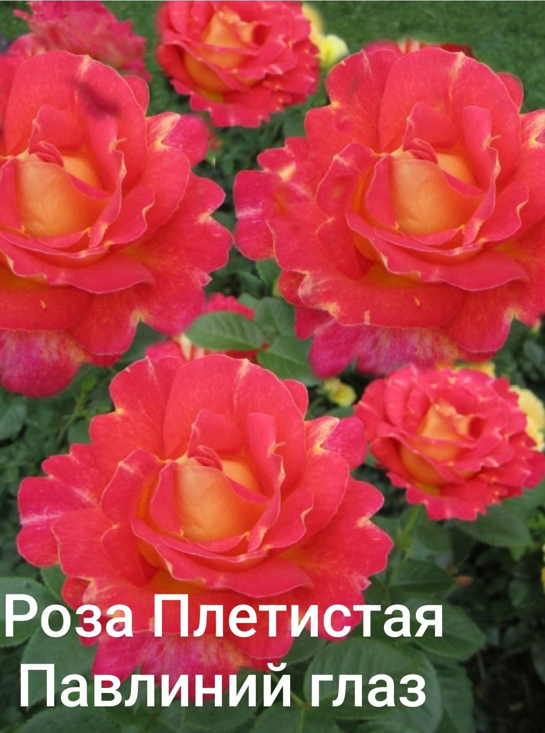 Роза Павлиний глаз 2