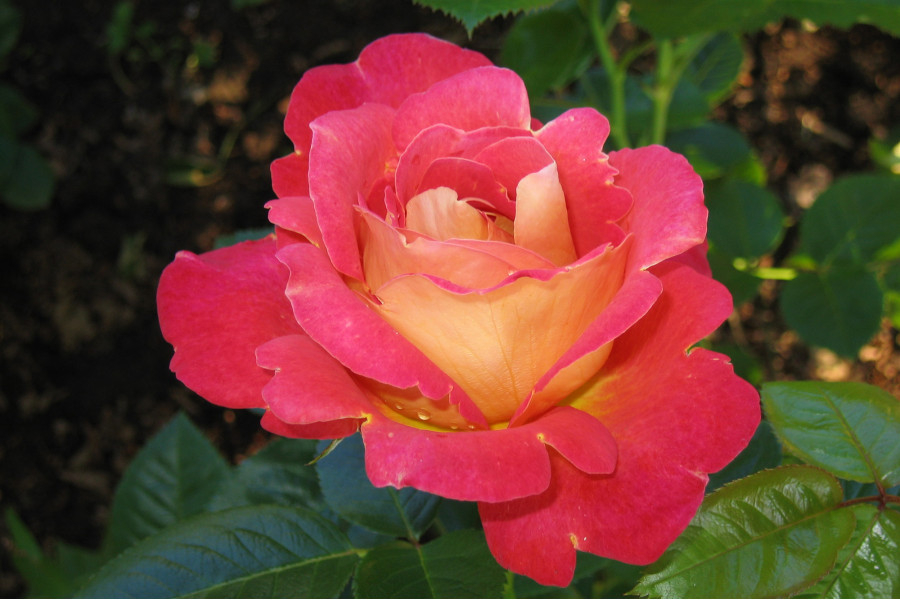 Роза Павлиний глаз 3