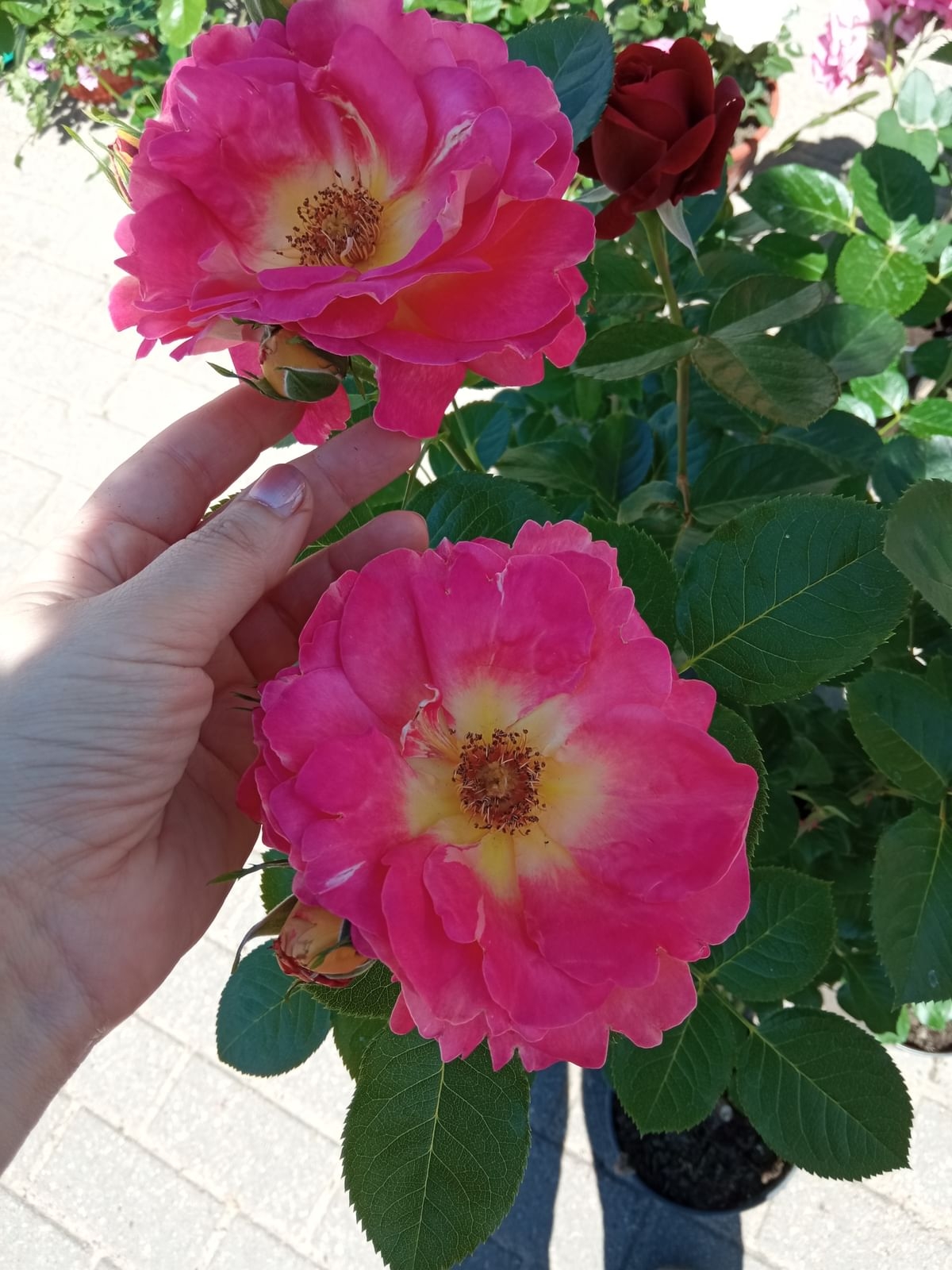 Роза Павлиний глаз 4