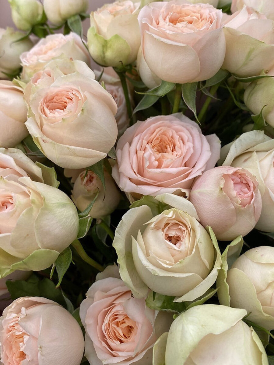 Роза Павлова