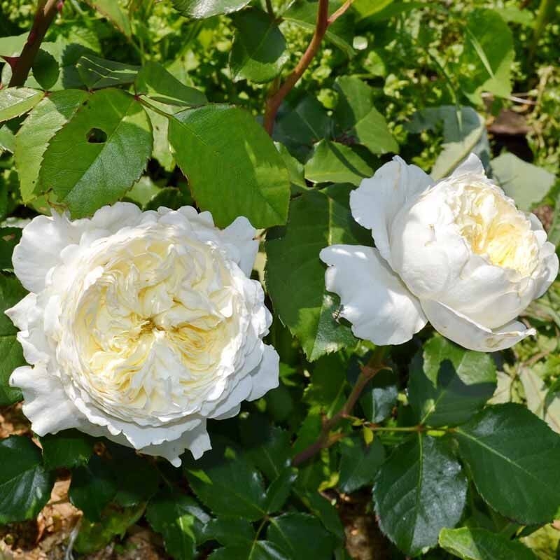 Роза Пейшенс 2