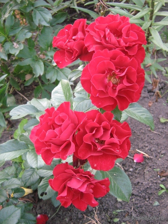 Роза Пейсли Эбби 3