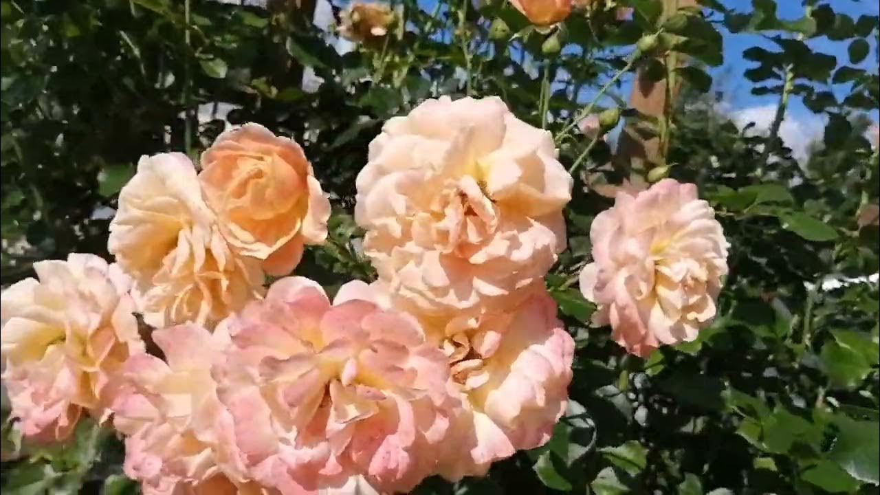 Роза Пич Мельба 2