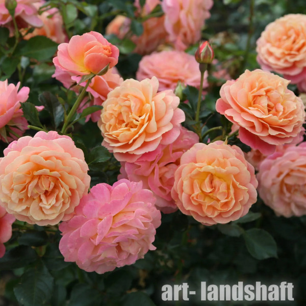 Роза Пич Мельба 3