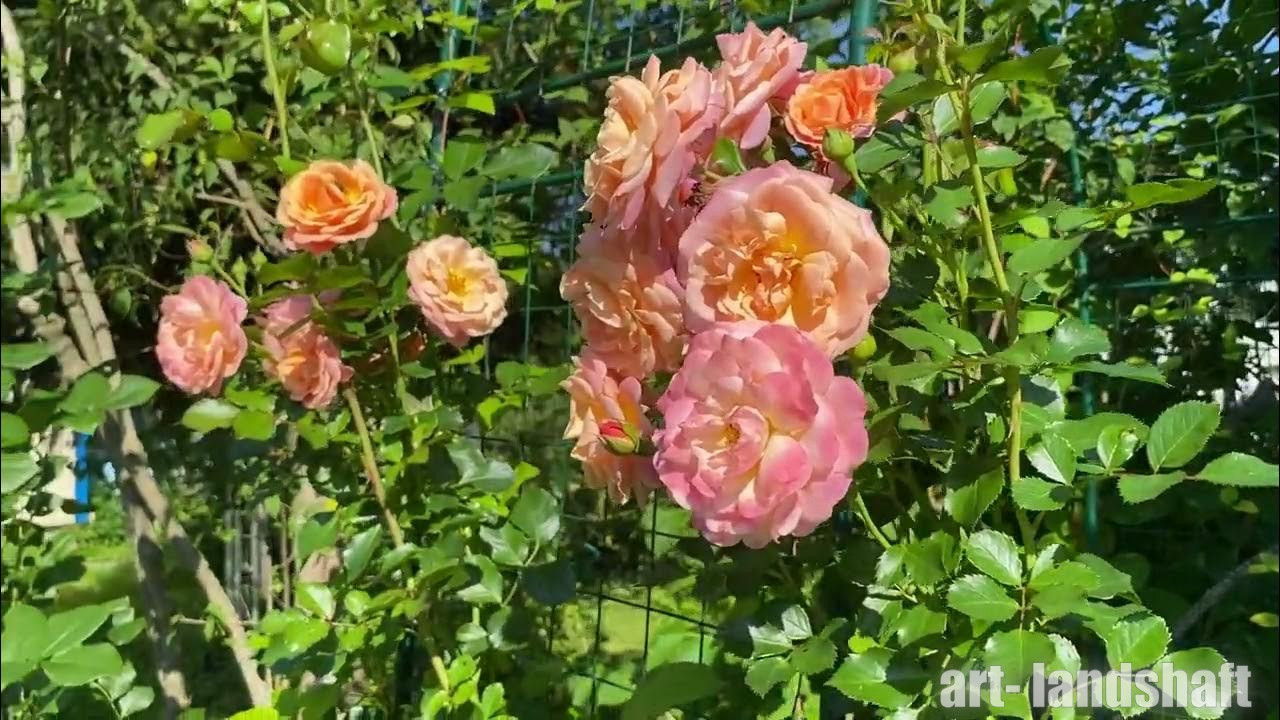 Роза Пич Мельба 4