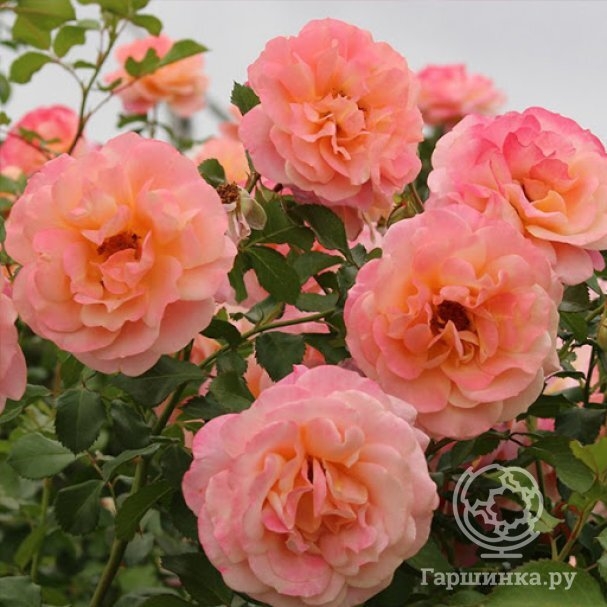 Роза Пич Мельба