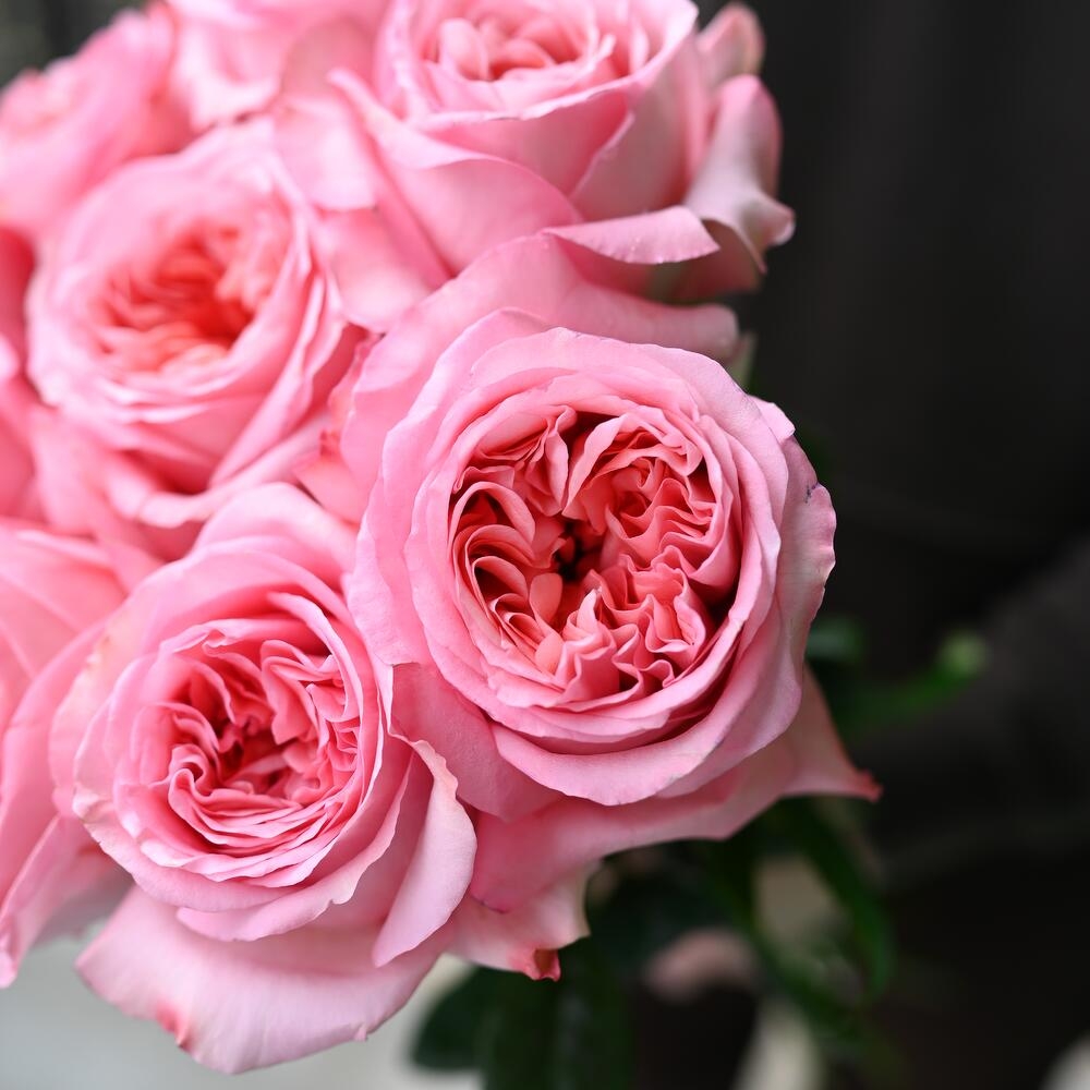 Роза Пинк Экспрешн 3