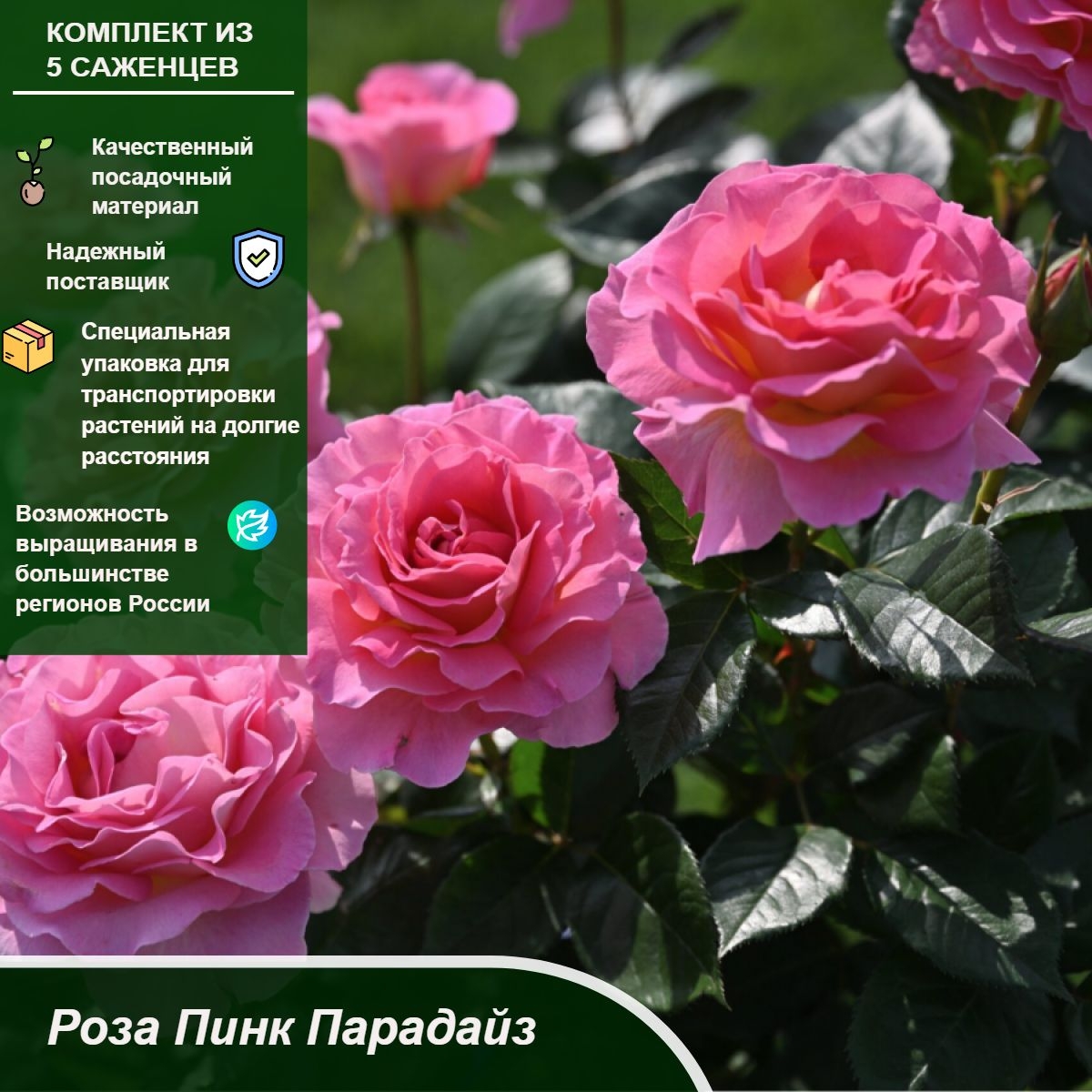Роза Пинк Парадиз 7