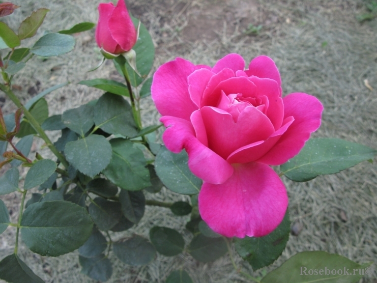 Роза Пинк Пис 6