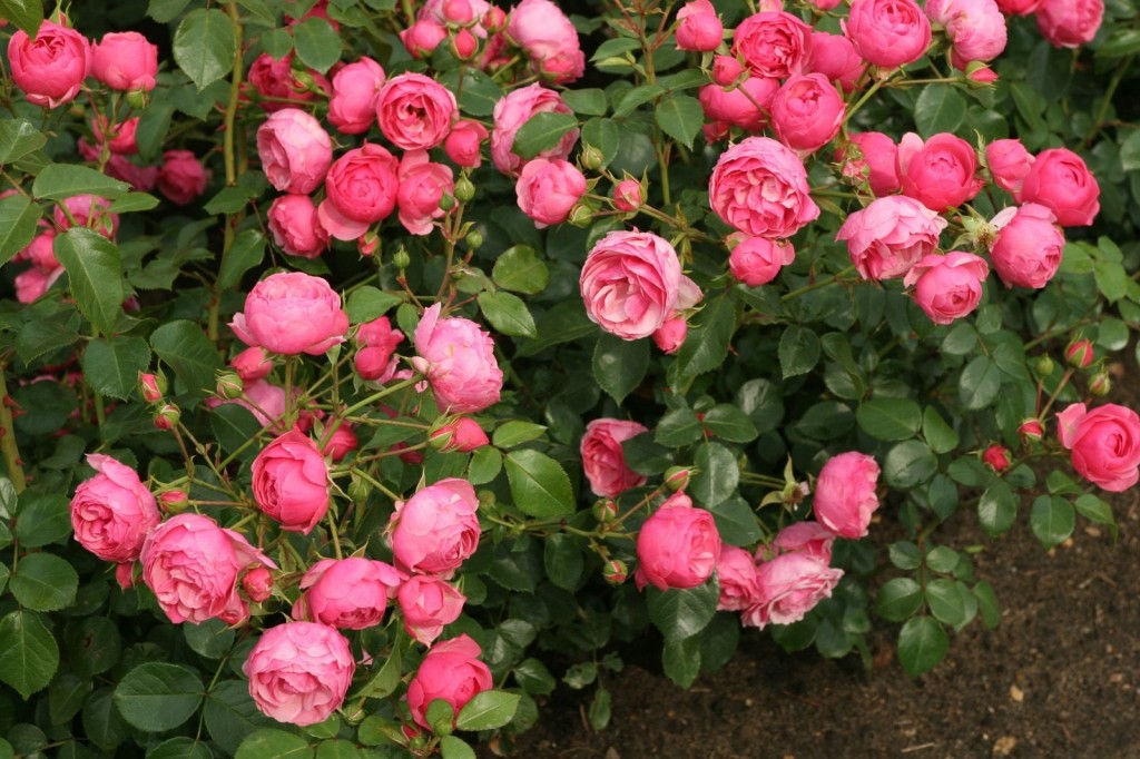 Роза Пинк Помпон 2