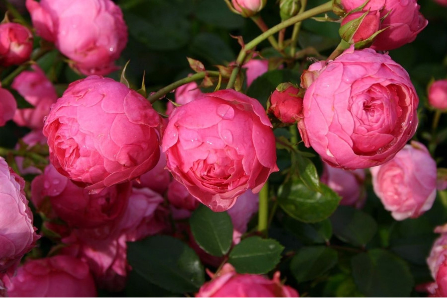 Роза Пинк Помпон 6