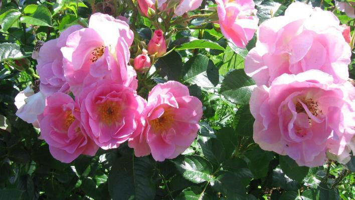 Роза Пинк Робуста 2