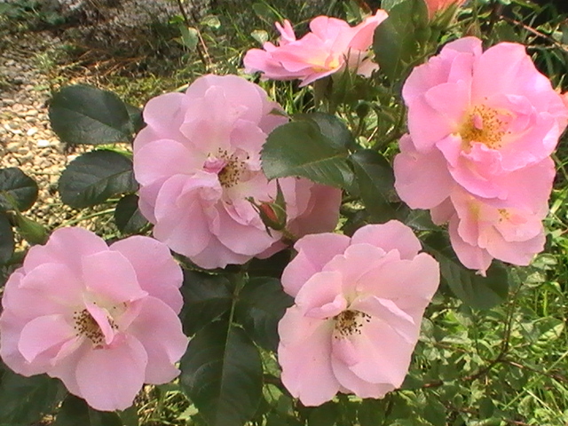 Роза Пинк Робуста 3