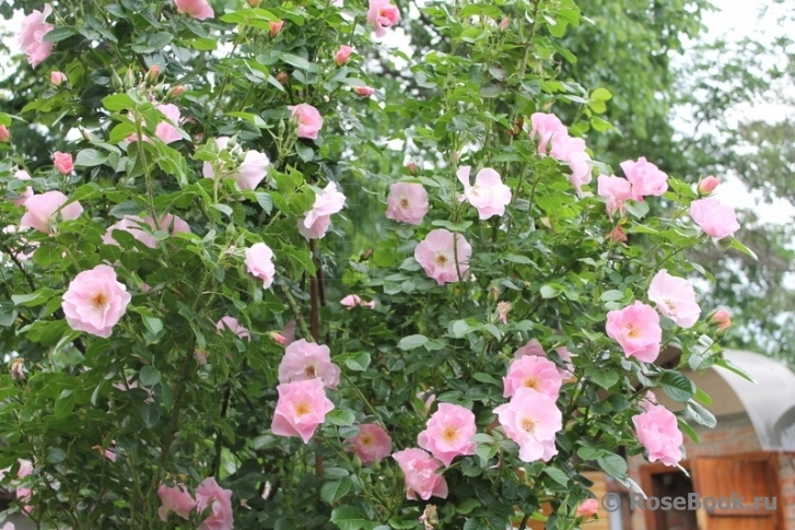 Роза Пинк Робуста 5