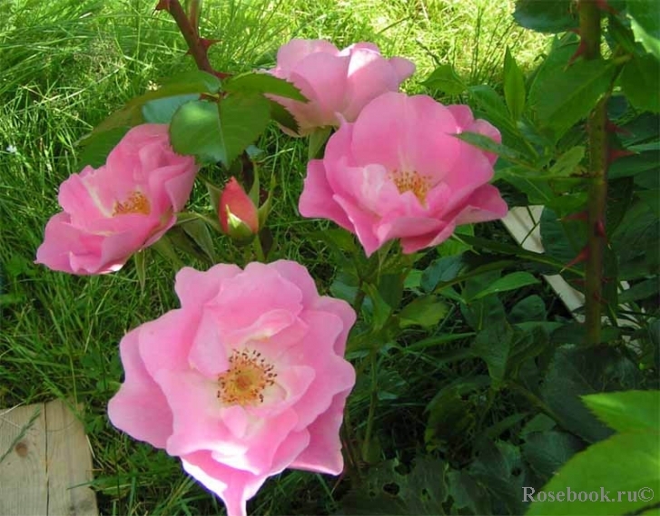 Роза Пинк Робуста