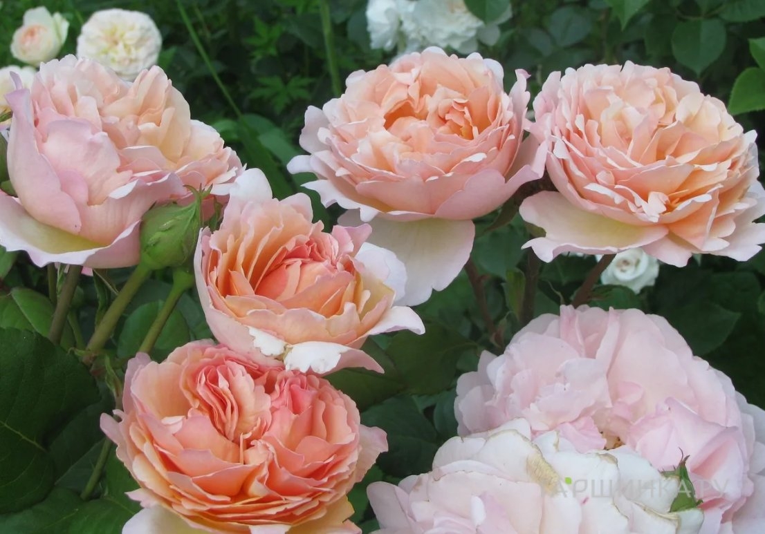 Роза Принцесс Шарм 2