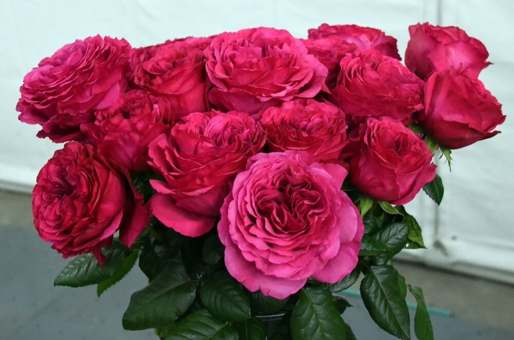 Роза Принцесса Киши 3