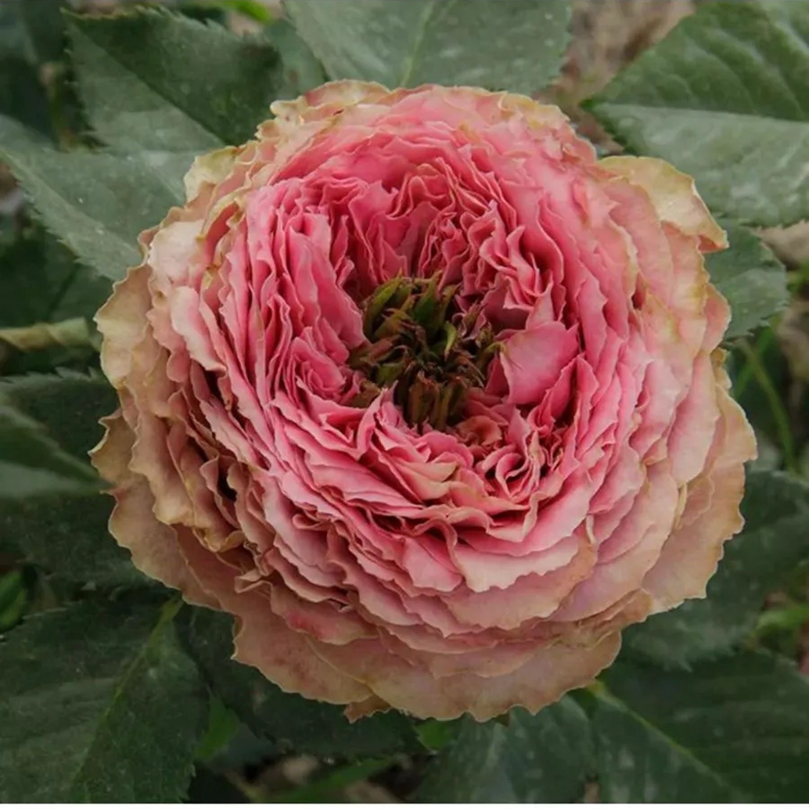 Роза Принцесса Киши