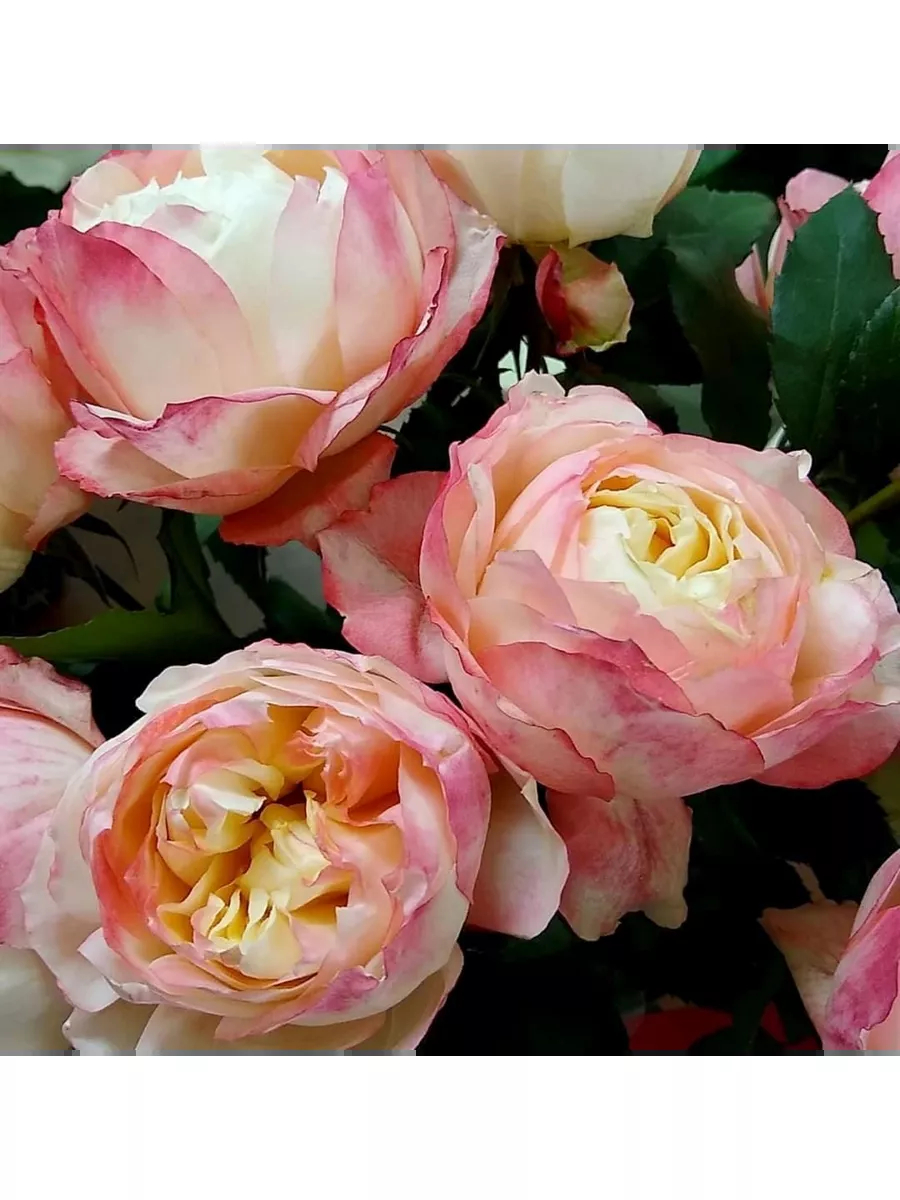 Роза Принцесса Киши 2