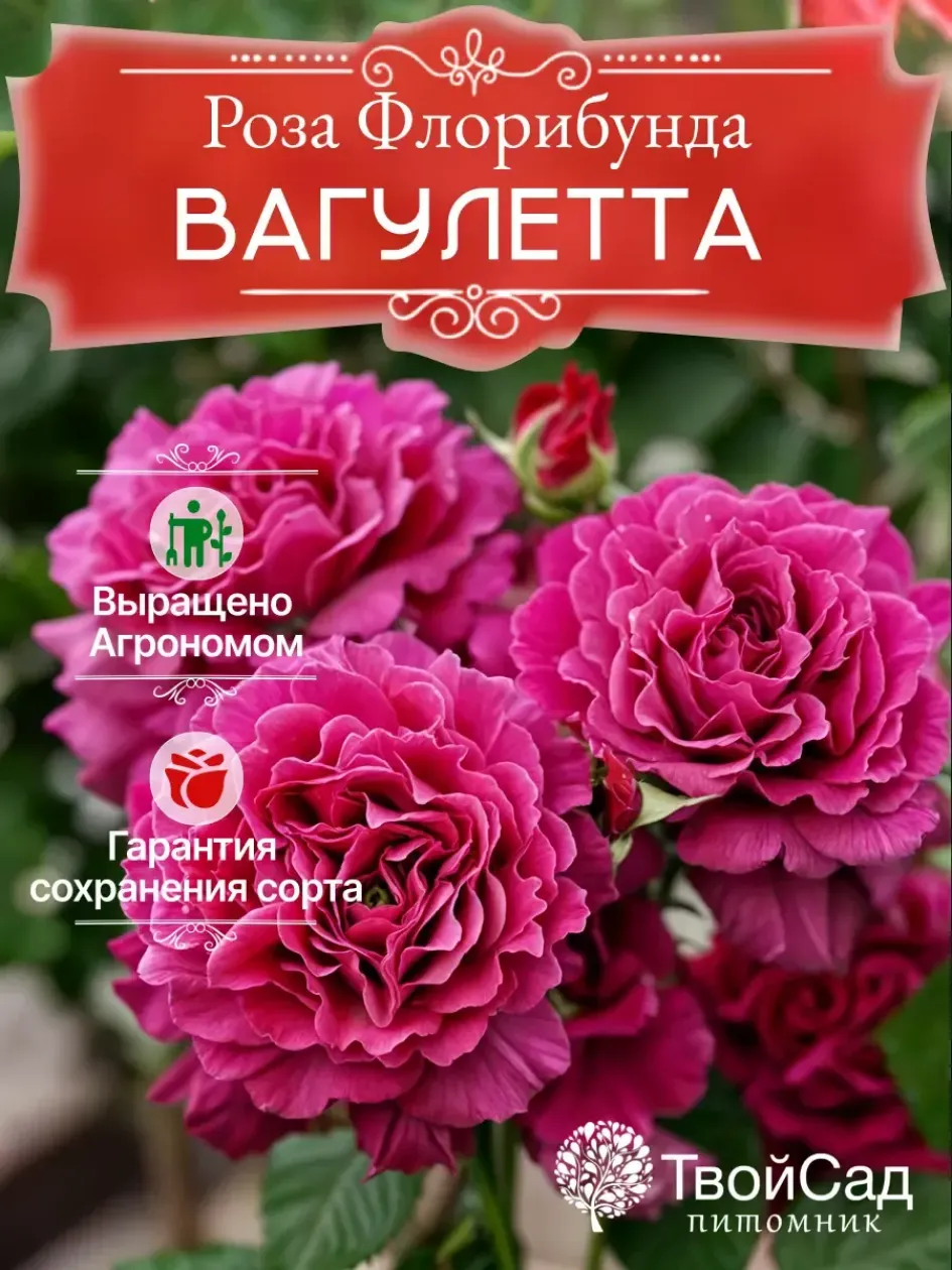 Роза Вагулетта 6
