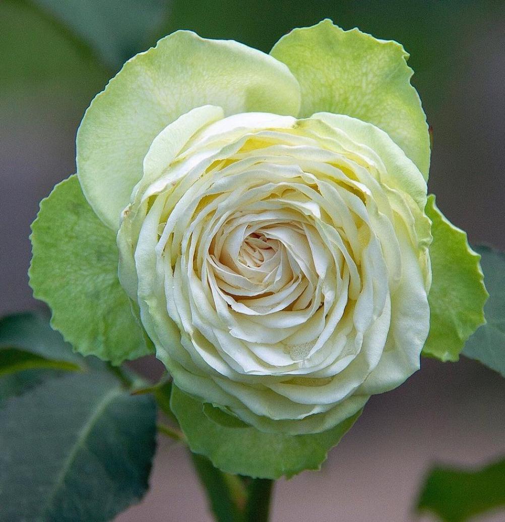 Роза Вакана 5