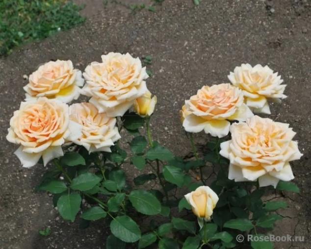 Роза Валенсия 3