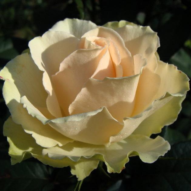 Роза Ванилла 5