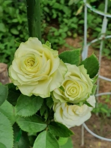 Роза Васаби