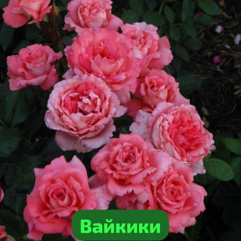 Роза Вайкики 2