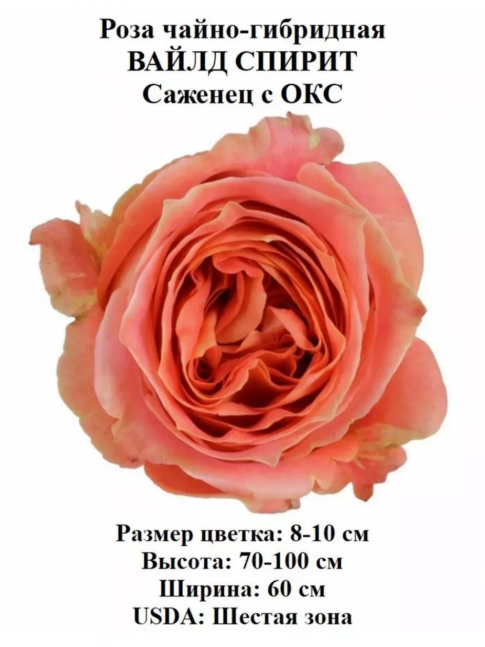 Роза Вайлд Спирит 4