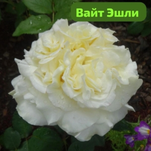Роза Вайт Эшли