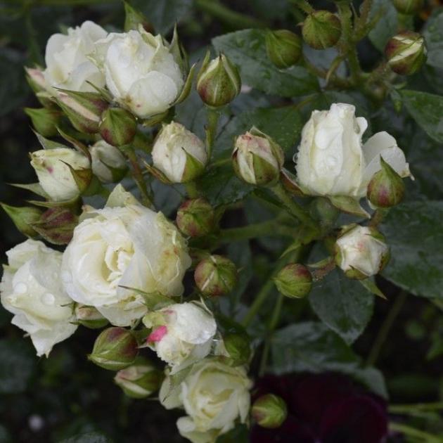 Роза Вайт Лидия 6