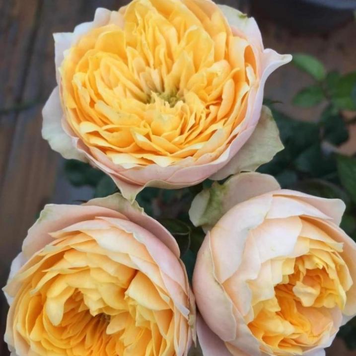 Роза Вайт Вувузела 5