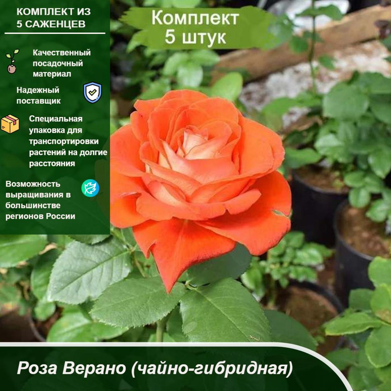 Роза Верано 5
