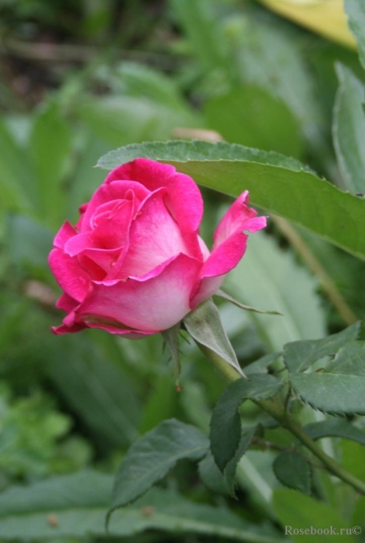 Роза Верди 3