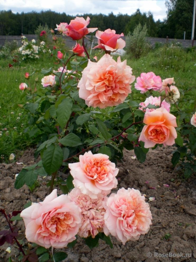 Роза Версайни 5