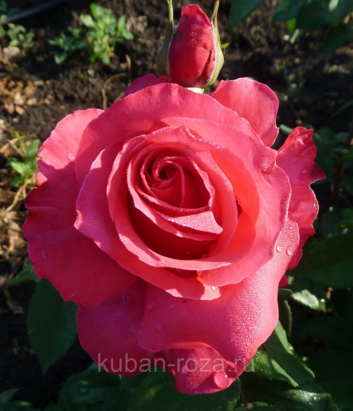 Роза Виен Роуз 3
