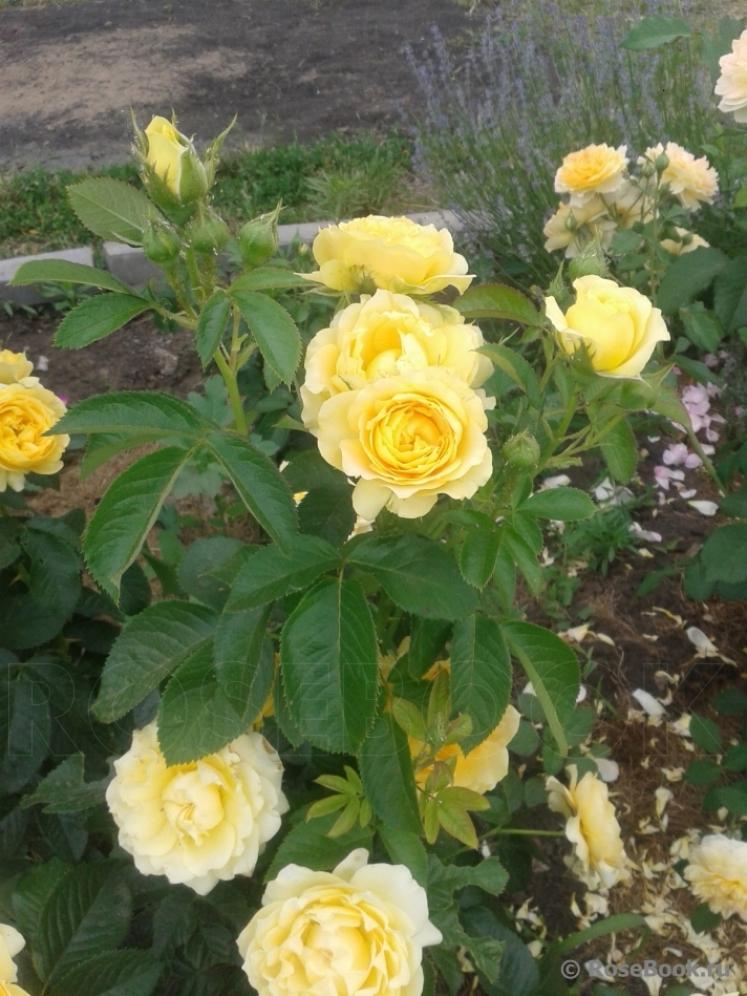 Роза Виктория Пендлетон