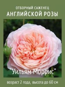 Роза Вильям Моррис